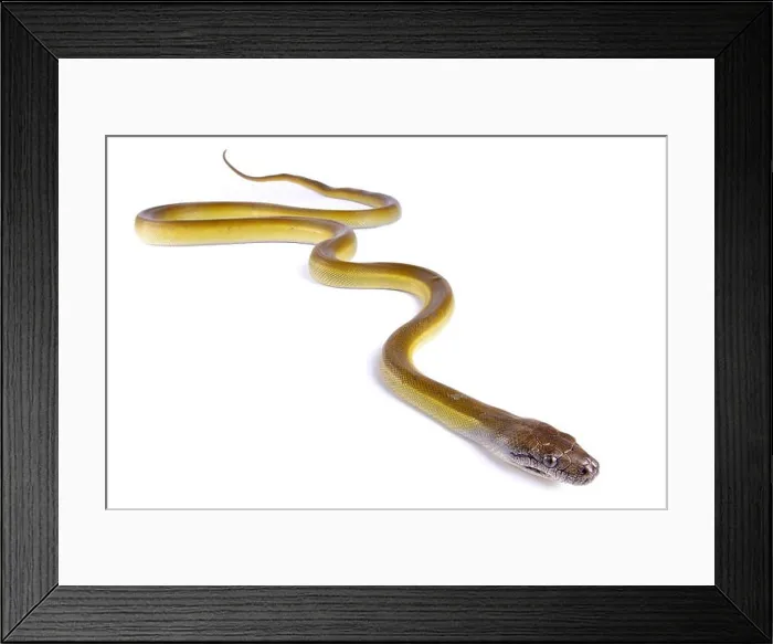 Framed Print : Papuan python, Apodora papuana Framed Print : Papuan python, Apodora papuana