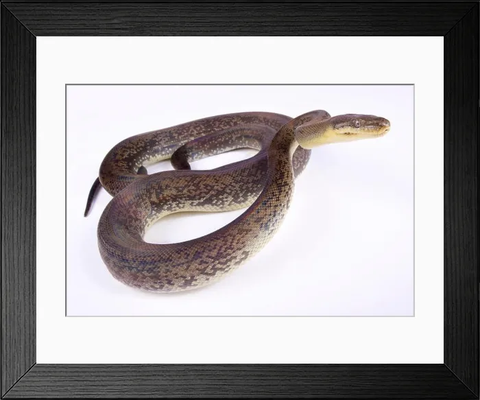 Framed Print : Macklot's python, Liasis mackloti Framed Print : Macklot's python, Liasis mackloti