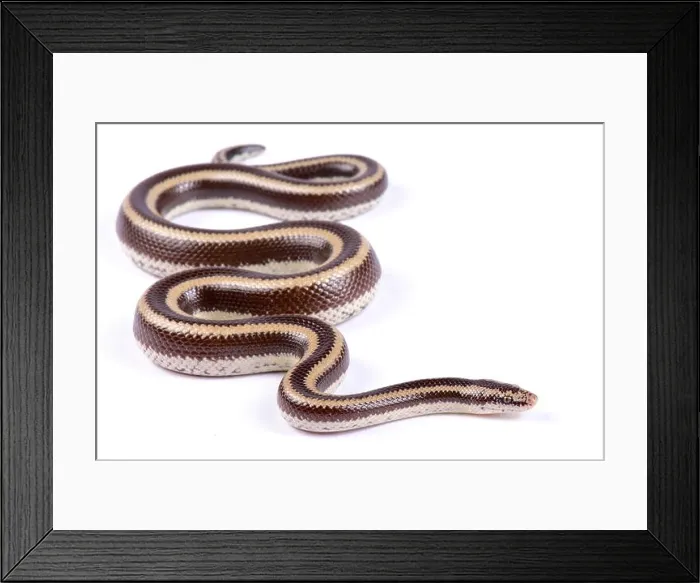Framed Print : Mexican rosy boa, Lichanura trivirgata trivirgata Framed Print : Mexican rosy boa, Lichanura trivirgata trivirgata