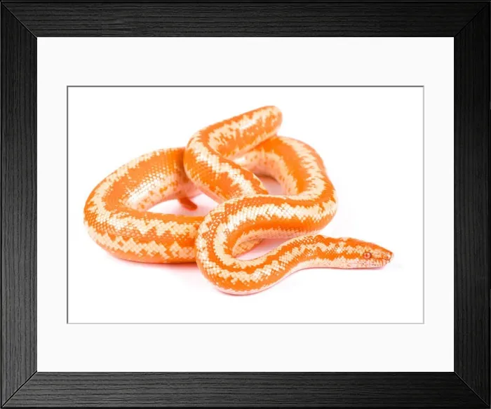 Framed Print : Baja Rosy Boa, Lichanura Trivirgata Myriolepis, Limburg albino Framed Print : Baja Rosy Boa, Lichanura Trivirgata Myriolepis, Limburg albino