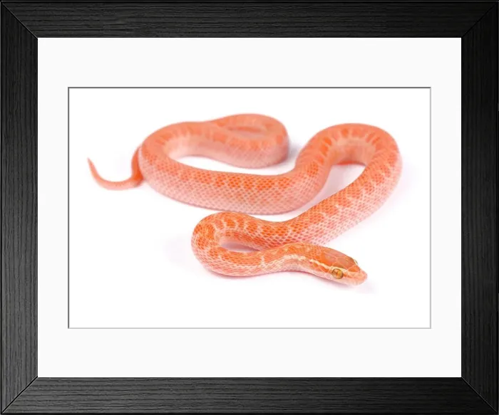 Framed Print : Cape house snake, Boaedon capensis Framed Print : Cape house snake, Boaedon capensis