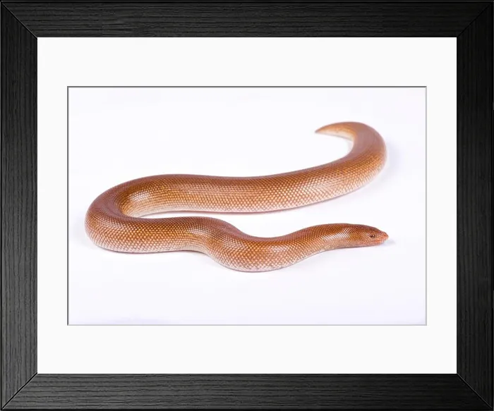 Framed Print : Somalian sand boa, Gongylophis colubrinus rufescens Southwestern Somalia Framed Print : Somalian sand boa, Gongylophis colubrinus rufescens Southwestern Somalia