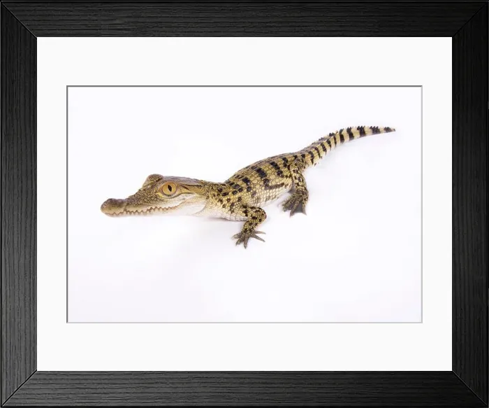 Framed Print : Philippine crocodile, Crocodylus mindorensis Framed Print : Philippine crocodile, Crocodylus mindorensis