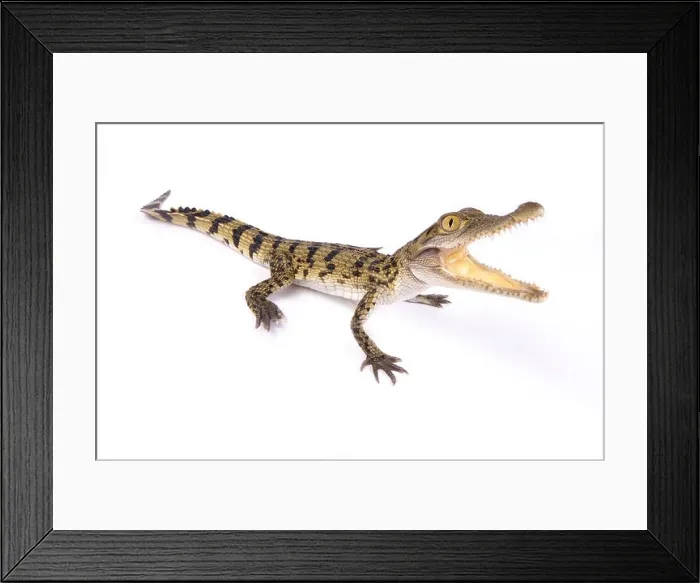 Framed Print : Philippine crocodile, Crocodylus mindorensis Framed Print : Philippine crocodile, Crocodylus mindorensis