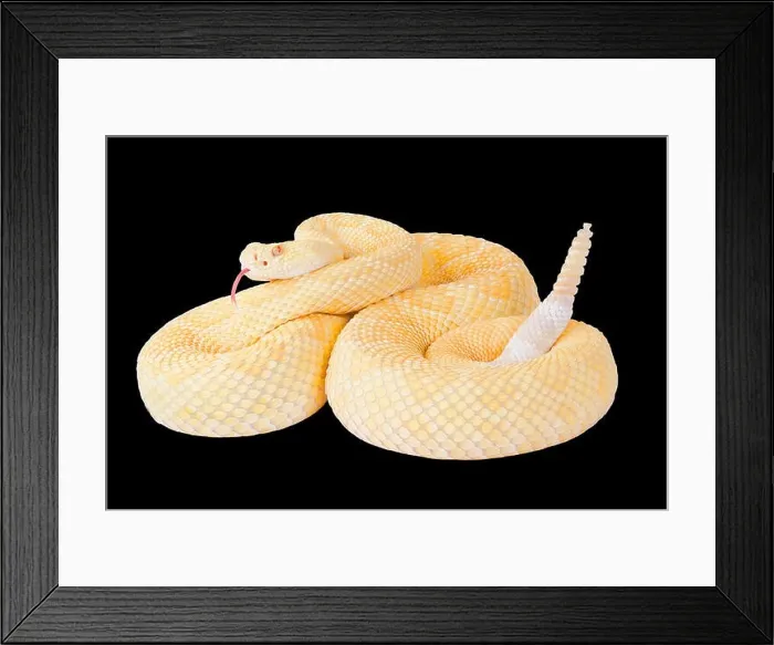 Framed Print : Albino western diamond rattlesnake, Crotalus atrox Framed Print : Albino western diamond rattlesnake, Crotalus atrox