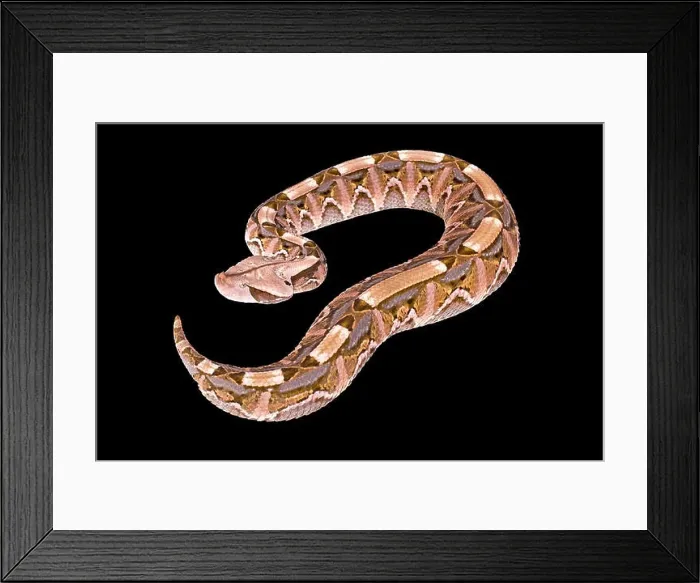 Framed Print : West African Gaboon viper, Bites rhinoceros Framed Print : West African Gaboon viper, Bites rhinoceros