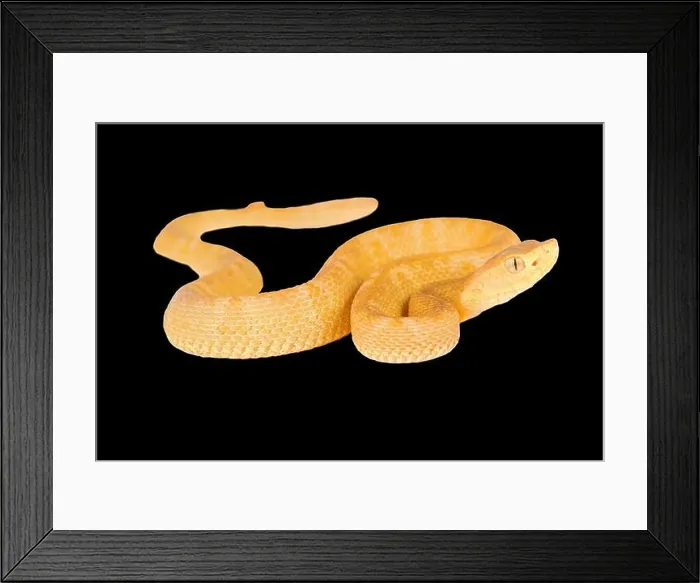 Framed Print : Colombia Lancehead Pitviper, Bothrops colombiensis Framed Print : Colombia Lancehead Pitviper, Bothrops colombiensis