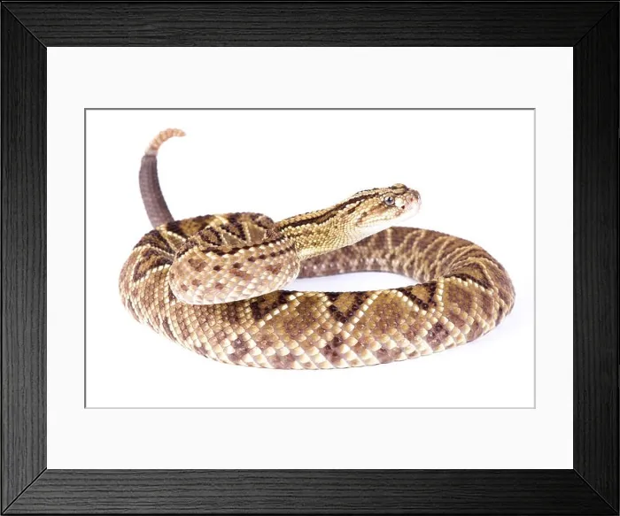 Framed Print : South American rattlesnake, Crotalus durissus durissus Framed Print : South American rattlesnake, Crotalus durissus durissus