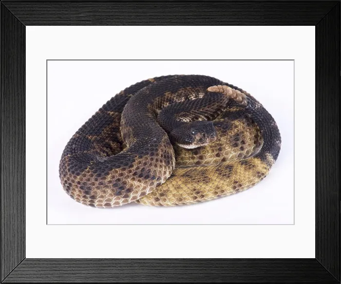 Framed Print : western diamondback rattlesnake, Crotalus atrox Framed Print : western diamondback rattlesnake, Crotalus atrox