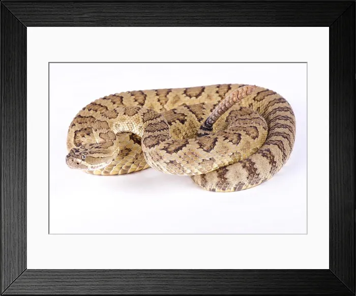 Framed Print : Great Basin rattlesnake, Crotalus oreganus lutosus Framed Print : Great Basin rattlesnake, Crotalus oreganus lutosus