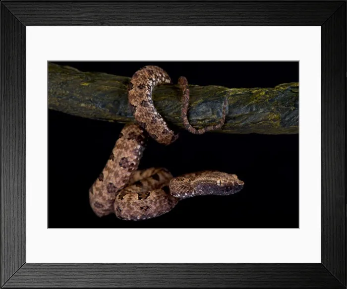 Framed Print : Pointed-Scaled Pit Viper, Protobothrops mucrosquamatus Framed Print : Pointed-Scaled Pit Viper, Protobothrops mucrosquamatus