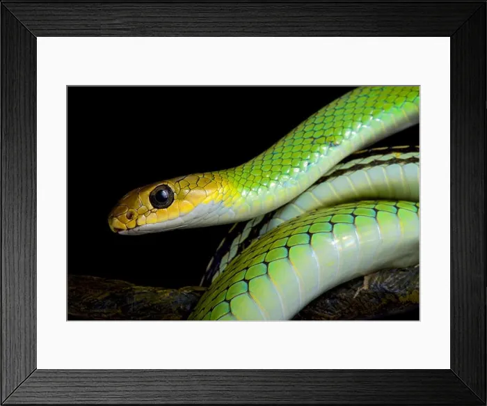 Framed Print : Green rat snake, Ptyas nigromarginata