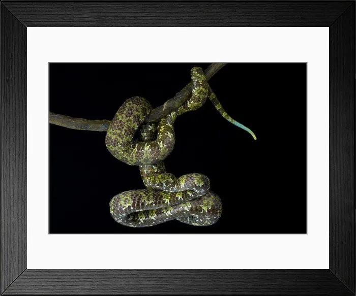 Framed Print : Mangshan pitviper, Protobothrops mangshanensis Framed Print : Mangshan pitviper, Protobothrops mangshanensis
