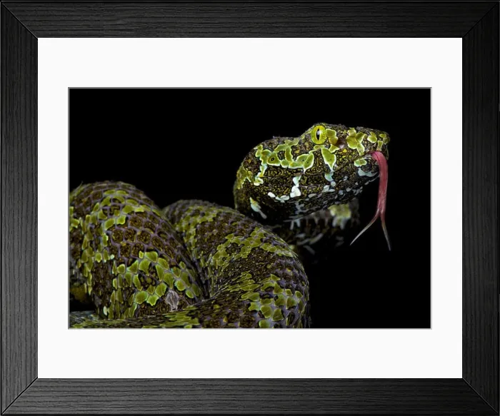 Framed Print : Mangshan pitviper, Protobothrops mangshanensis Framed Print : Mangshan pitviper, Protobothrops mangshanensis