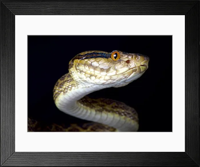 Framed Print : Habu, Protobothrops flavoviridis Framed Print : Habu, Protobothrops flavoviridis