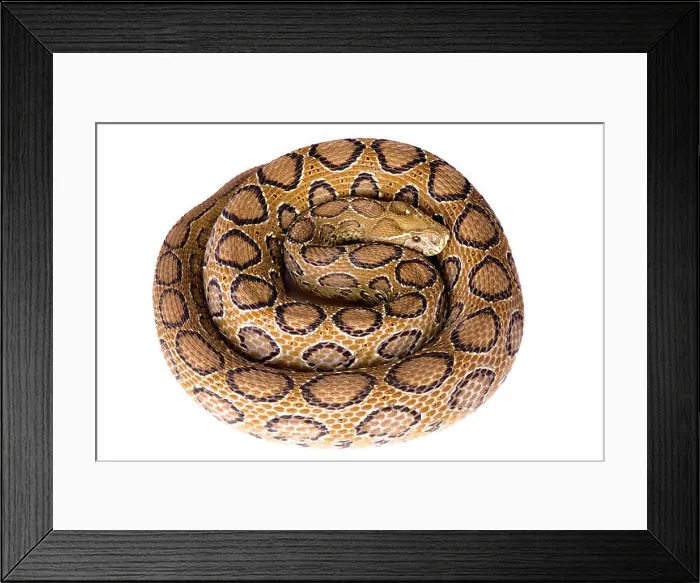 Framed Print : Russell's viper, Daboia russelii Framed Print : Russell's viper, Daboia russelii