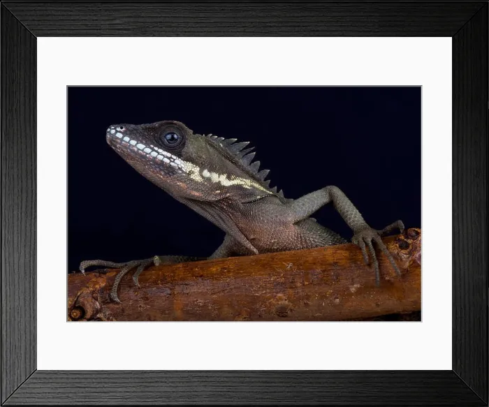 Framed Print : Robinson's Anglehead Lizard, Malayodracon robinsonii Framed Print : Robinson's Anglehead Lizard, Malayodracon robinsonii