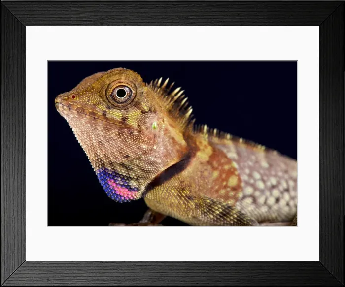 Framed Print : Bell's angle head lizard, Gonocephalus bellii Framed Print : Bell's angle head lizard, Gonocephalus bellii