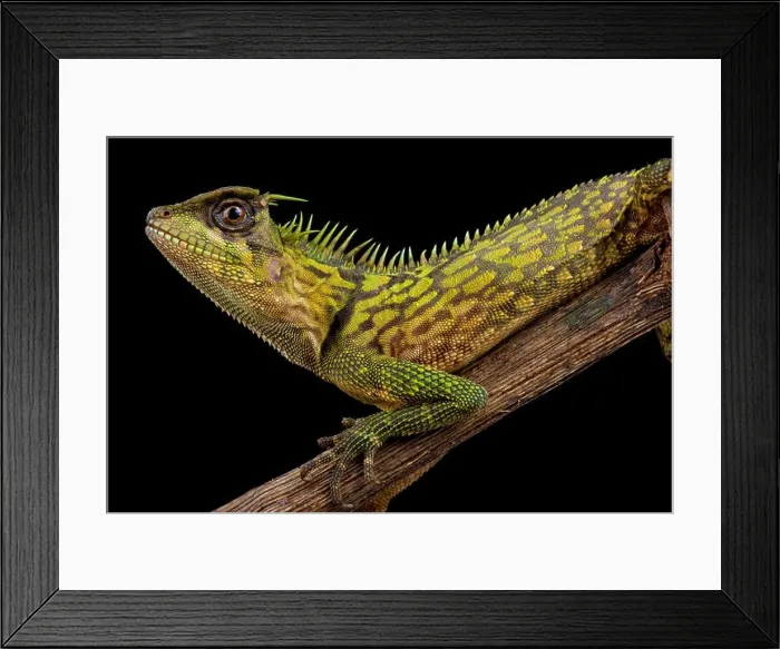Framed Print : Bintang Horned Tree Lizard, Acanthosaura bintangensis Framed Print : Bintang Horned Tree Lizard, Acanthosaura bintangensis