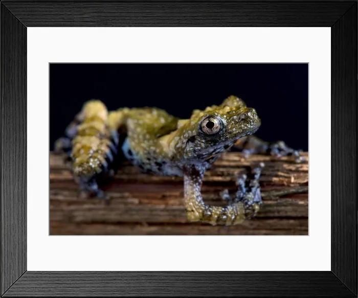 Framed Print : Pied warty frog, Theloderma asperum Framed Print : Pied warty frog, Theloderma asperum
