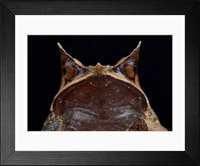 Framed Print : Malayan horned frog, Megophrys nasuta Framed Print : Malayan horned frog, Megophrys nasuta