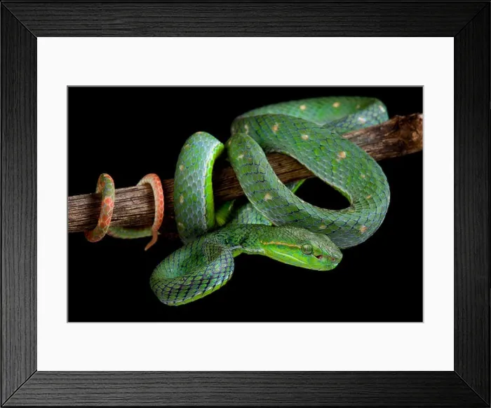 Framed Print : Hagen's green pitviper, Parias hageni