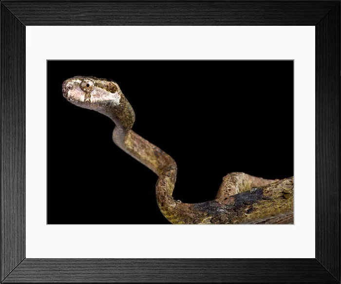 Framed Print : blunt-headed slug-eating snake, Aplopeltura boa Framed Print : blunt-headed slug-eating snake, Aplopeltura boa
