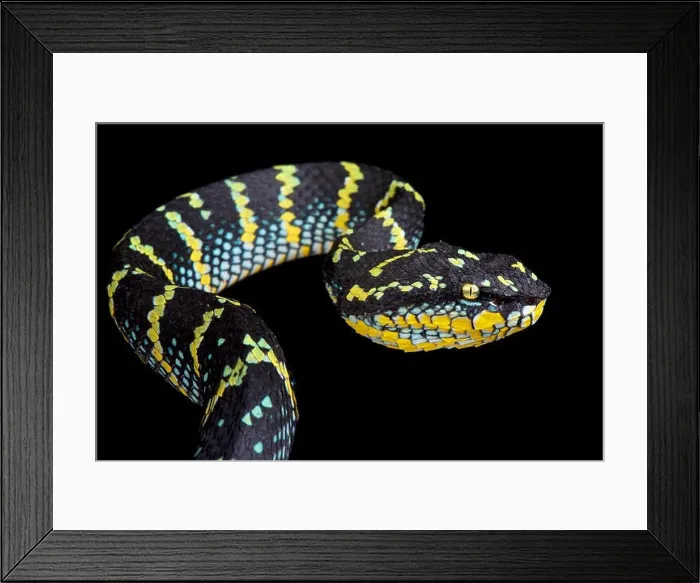 Framed Print : Wagler's pit viper, Tropidolaemus wagleri Framed Print : Wagler's pit viper, Tropidolaemus wagleri