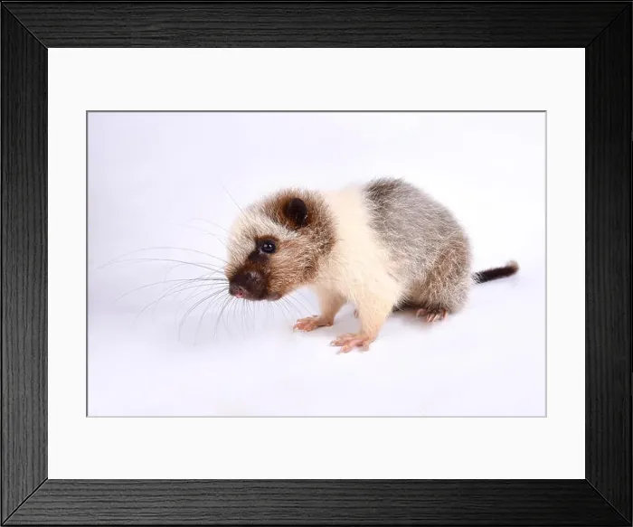 Framed Print : Northern Luzon giant cloud rat, Phleomys pallidus Framed Print : Northern Luzon giant cloud rat, Phleomys pallidus