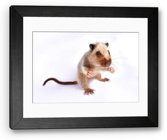 Framed Print : Northern Luzon giant cloud rat, Phleomys pallidus Framed Print : Northern Luzon giant cloud rat, Phleomys pallidus