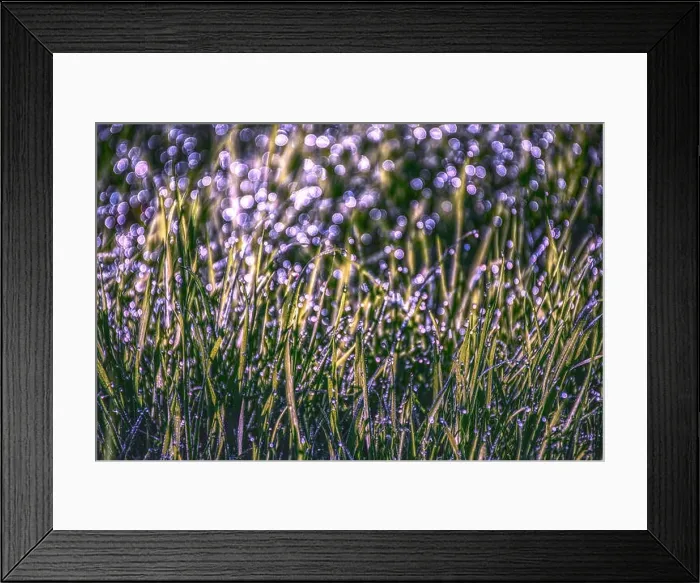 Framed Print : Morning dew on grass, natural light and beautiful violet bokeh.Nature abstract Framed Print : Morning dew on grass, natural light and beautiful violet bokeh.Nature abstract