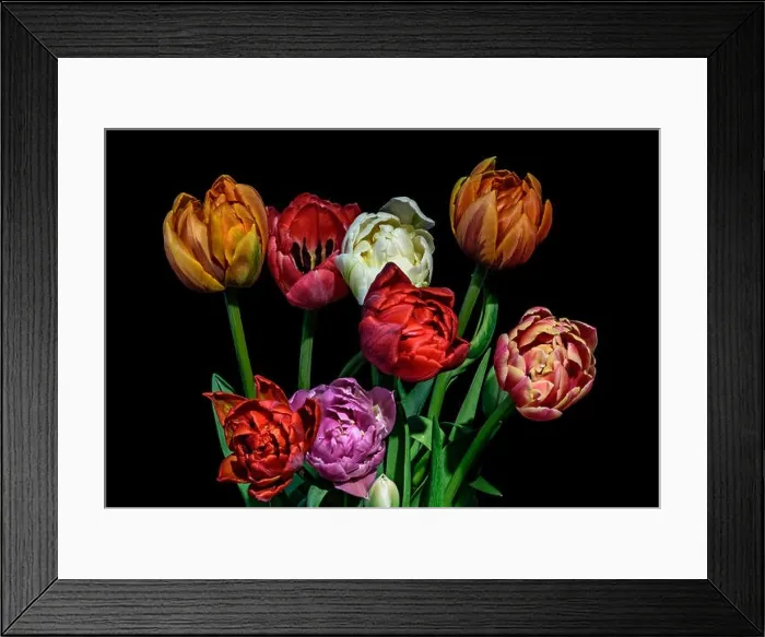 Framed Print : Fine arts floral till life colorful flower macro of a flowering tulip blossom bouquet on black background in vivid Framed Print : Fine arts floral till life colorful flower macro of a flowering tulip blossom bouquet on black background in vivid