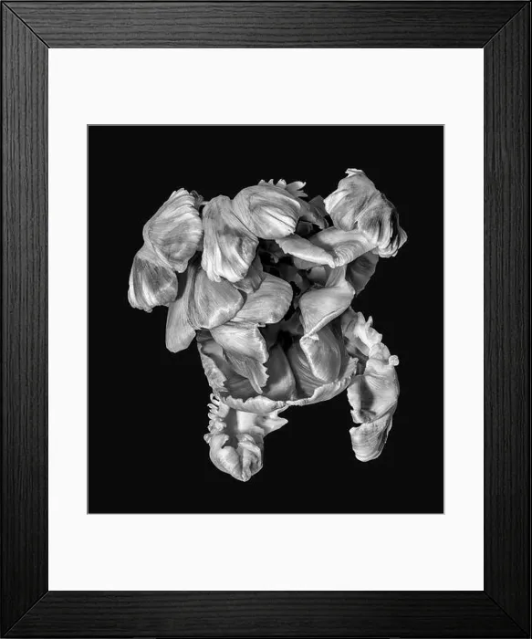 Framed Print : Fine art still life monochrome macro portrait fantasy of a single isolated flowering parrot tulip blossom in Framed Print : Fine art still life monochrome macro portrait fantasy of a single isolated flowering parrot tulip blossom in