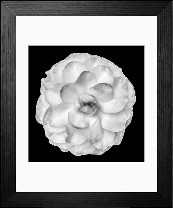 Framed Print : Fine art still life floral bright monochrome blossom macro portrait of a single isolated white fully opened blooming Framed Print : Fine art still life floral bright monochrome blossom macro portrait of a single isolated white fully opened blooming