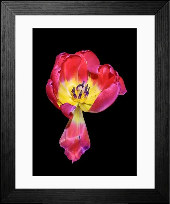 Framed Print : Fine art still life bright colorful macro flower portrait of a single isolated yellow red fully wide opened blooming Framed Print : Fine art still life bright colorful macro flower portrait of a single isolated yellow red fully wide opened blooming