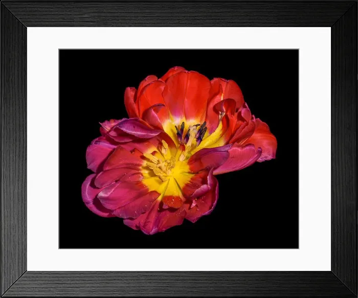 Framed Print : Fine art still life colorful macro flower portrait of a pair of isolated yellow red fully wide opened blooming tulip