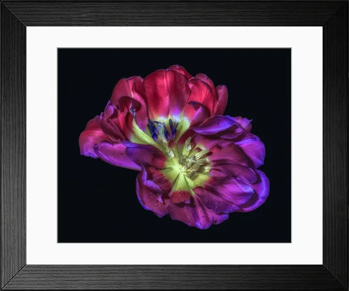 Framed Print : Fine art still life colorful macro flower portrait of a pair of isolated yellow red violet wide open blooming tulip Framed Print : Fine art still life colorful macro flower portrait of a pair of isolated yellow red violet wide open blooming tulip