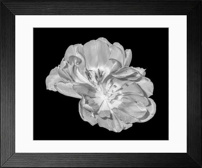 Framed Print : Fine art still life monochrome macro flower portrait of a pair of isolated fully wide opened blooming tulip blossoms Framed Print : Fine art still life monochrome macro flower portrait of a pair of isolated fully wide opened blooming tulip blossoms