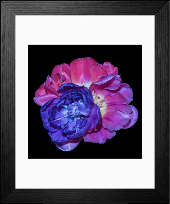 Framed Print : Fine art still life colorful macro flower portrait of a pair of isolated violet pink blue white fully wide opened Framed Print : Fine art still life colorful macro flower portrait of a pair of isolated violet pink blue white fully wide opened