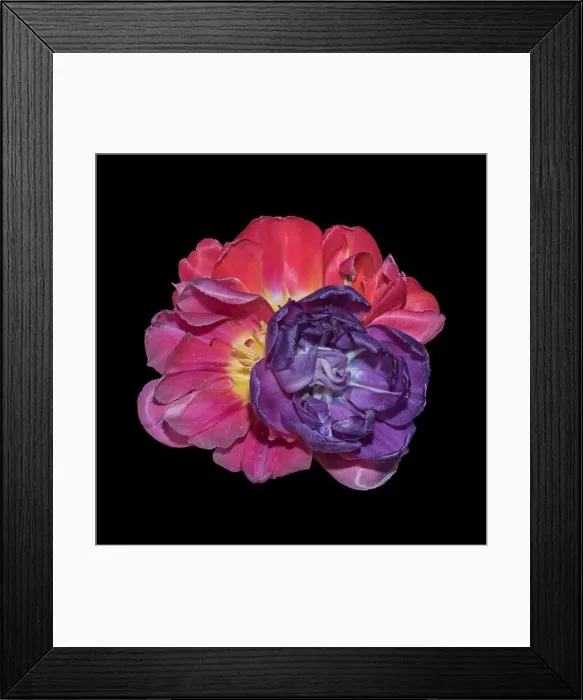 Framed Print : Fine art still life colorful macro flower portrait of a pair isolated violet pink red fully wide opened blooming tulip