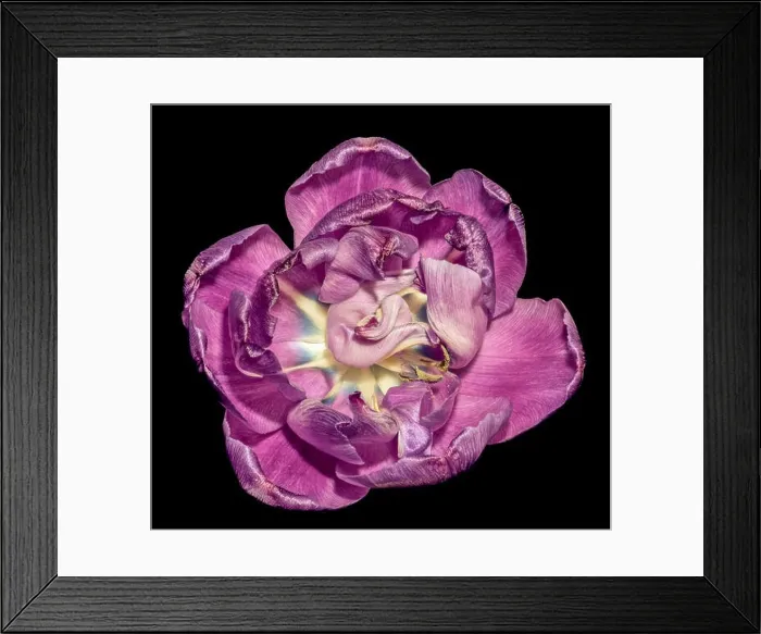 Framed Print : Fine art still life colorful macro flower portrait of a single isolated violet blue white fully wide opened blooming Framed Print : Fine art still life colorful macro flower portrait of a single isolated violet blue white fully wide opened blooming