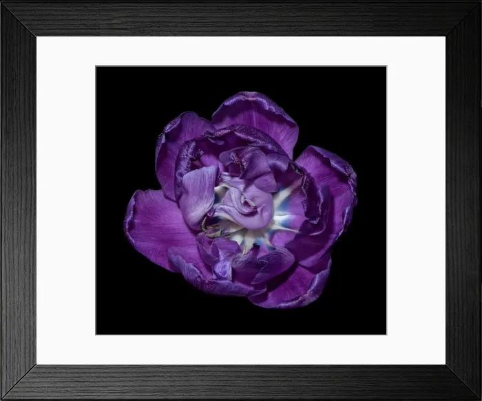 Framed Print : Fine art still life colorful macro flower portrait of a single isolated dark violet blue white fully wide opened Framed Print : Fine art still life colorful macro flower portrait of a single isolated dark violet blue white fully wide opened