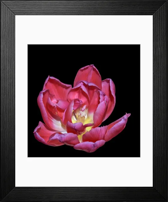 Framed Print : Fine art still life bright colorful macro flower portrait of a single isolated red fully wide opened blooming tulip Framed Print : Fine art still life bright colorful macro flower portrait of a single isolated red fully wide opened blooming tulip