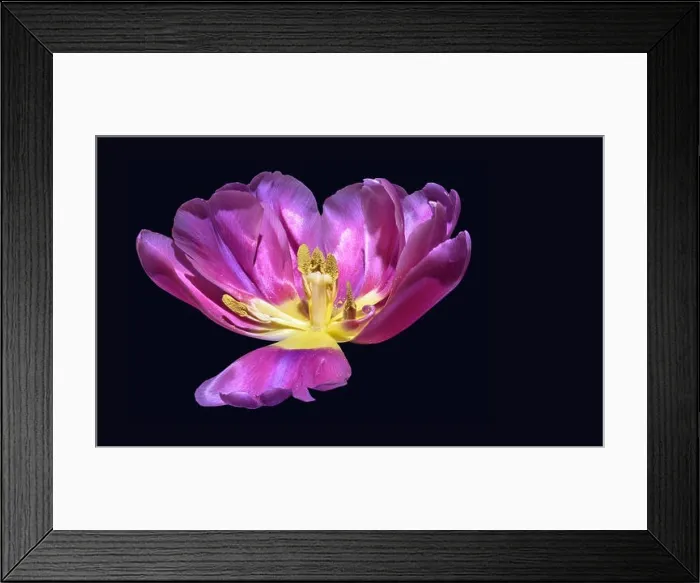 Framed Print : Fine art still life colorful macro flower portrait of a single isolated bright violet yellow fully wide opened blooming Framed Print : Fine art still life colorful macro flower portrait of a single isolated bright violet yellow fully wide opened blooming
