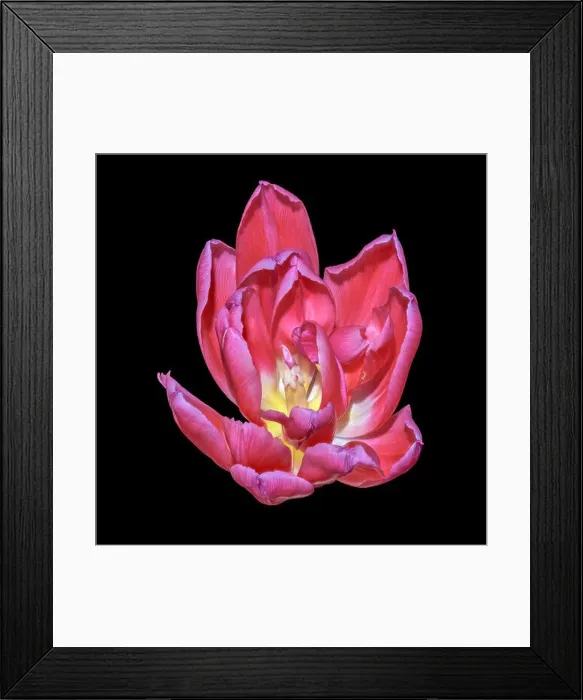 Framed Print : Fine art still life bright colorful macro flower portrait of a single isolated yellow light red blooming tulip blossom Framed Print : Fine art still life bright colorful macro flower portrait of a single isolated yellow light red blooming tulip blossom
