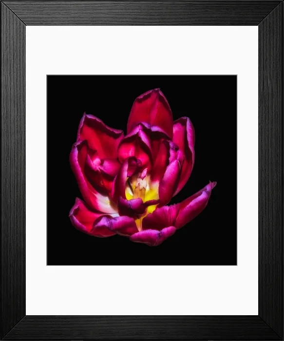 Framed Print : Fine art still life bright colorful macro flower portrait of a single isolated purple glowing blooming tulip blossom