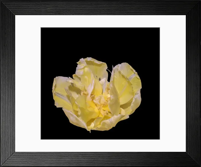 Framed Print : Fine art still life colorful macro flower portrait of a single isolated bright yellow fully wide opened blooming tulip Framed Print : Fine art still life colorful macro flower portrait of a single isolated bright yellow fully wide opened blooming tulip