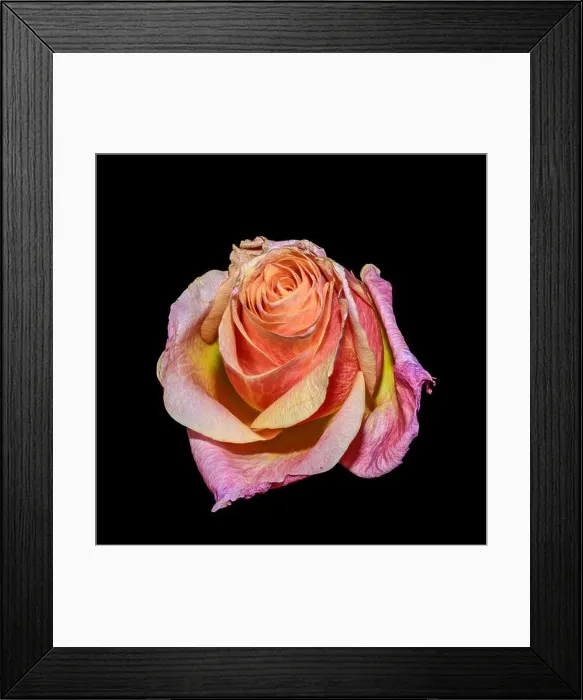 Framed Print : Bright color still life floral macro flower portrait of a single isolated violet pink orange flowering blooming rose Framed Print : Bright color still life floral macro flower portrait of a single isolated violet pink orange flowering blooming rose