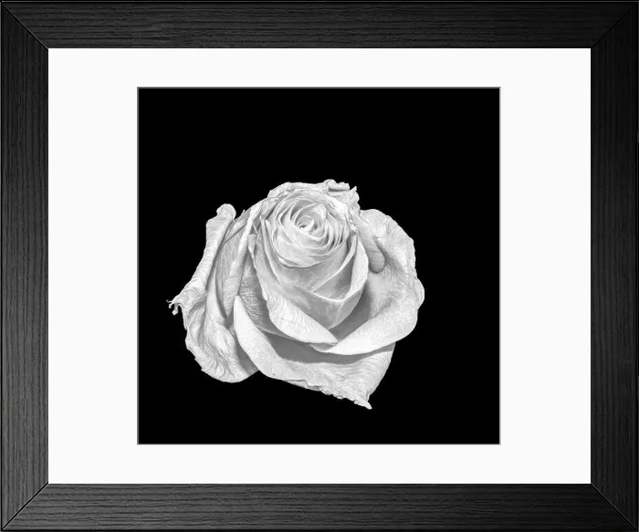 Framed Print : Monochrome still life fine art floral macro flower portrait of a single isolated white flowering rose blossom on black Framed Print : Monochrome still life fine art floral macro flower portrait of a single isolated white flowering rose blossom on black