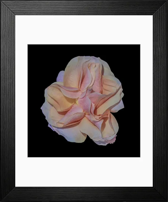 Framed Print : Bright color still life floral macro flower portrait of a single isolated yellow red orange flowering blooming rose Framed Print : Bright color still life floral macro flower portrait of a single isolated yellow red orange flowering blooming rose
